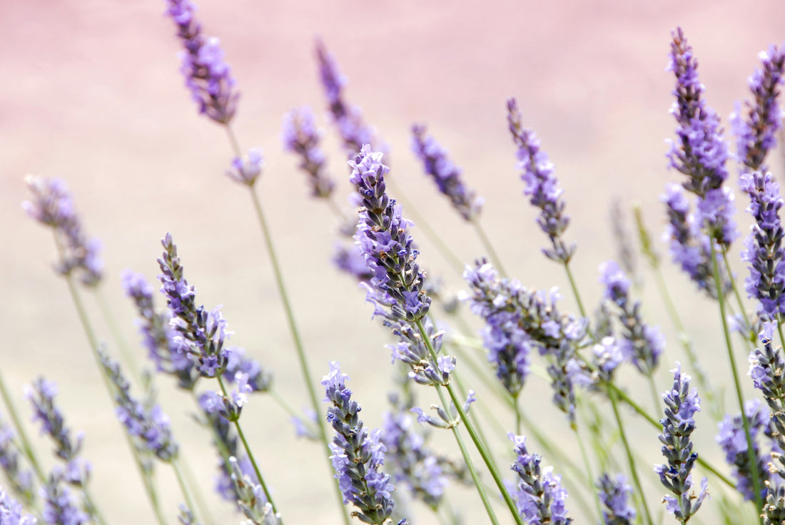 Magnesium Body Butter with Frankincense and Lavender Recipe